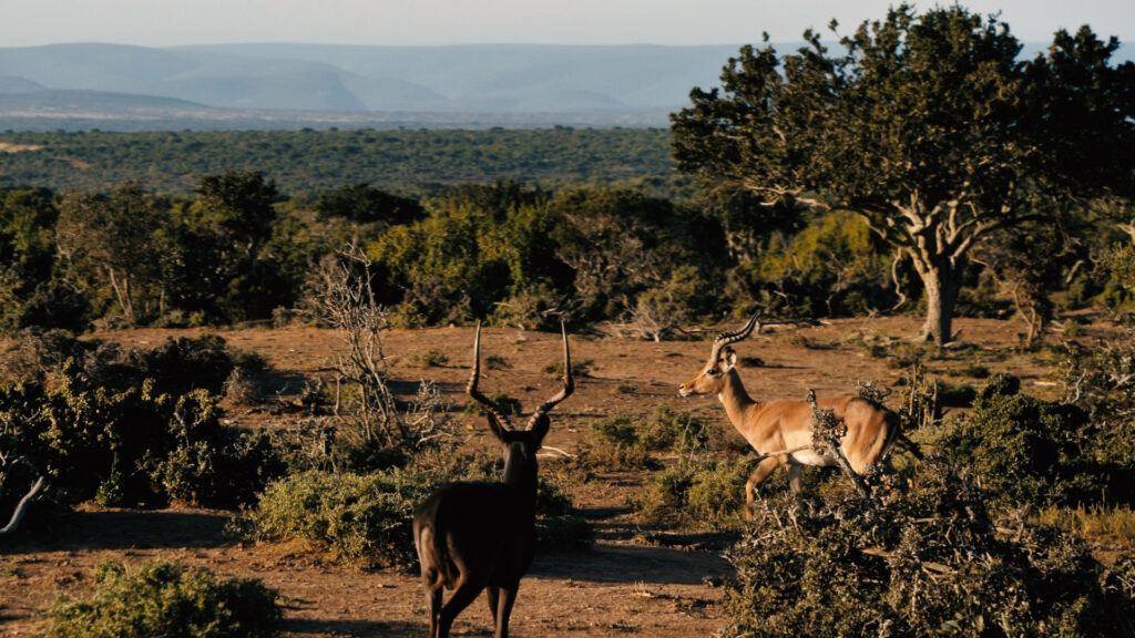 Faune sauvage Afrique du Sud