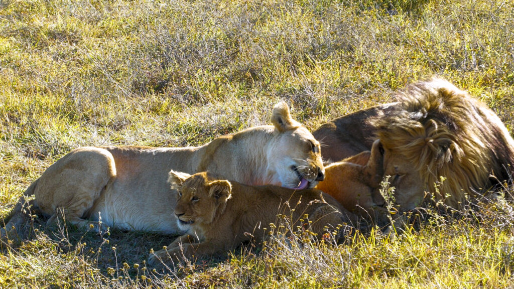 Calins de lions